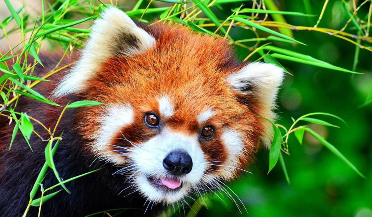 The Red Panda